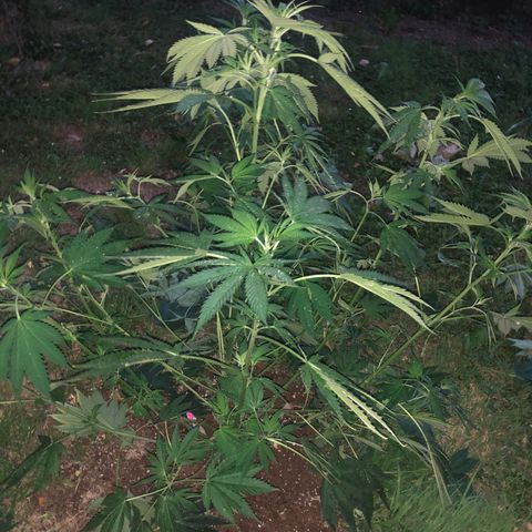 Special Kush #1 growlog timeline photo