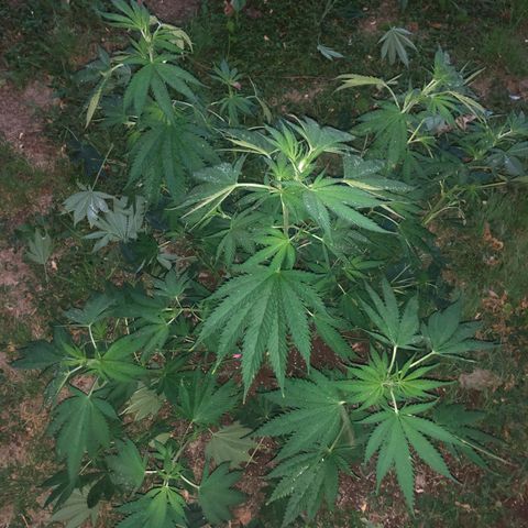 Special Kush #1 growlog timeline photo