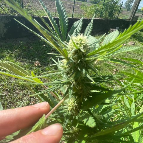 Special Kush #1 growlog timeline photo