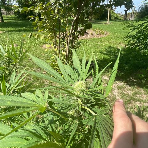 Special Kush #1 growlog timeline photo