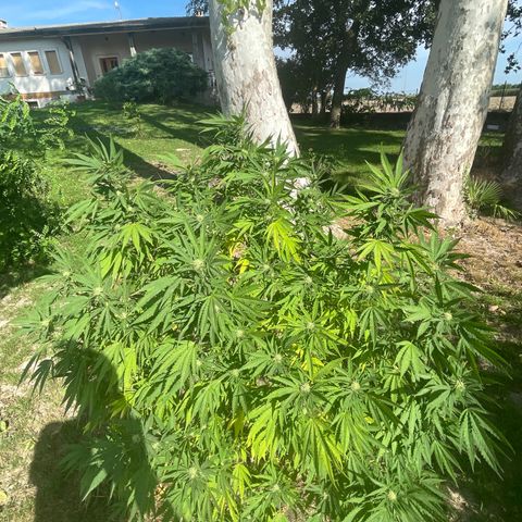 Special Kush #1 growlog timeline photo