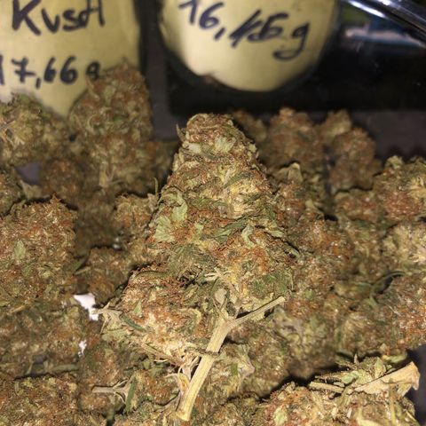 Special Kush #1 growlog timeline photo
