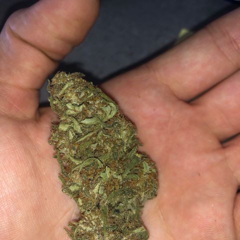 Special Kush #1 growlog timeline photo