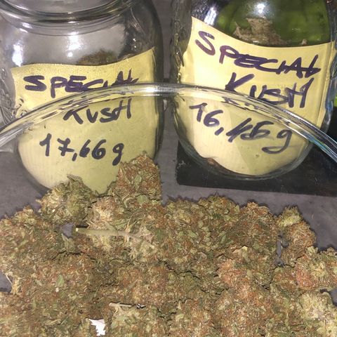 Special Kush #1 growlog timeline photo