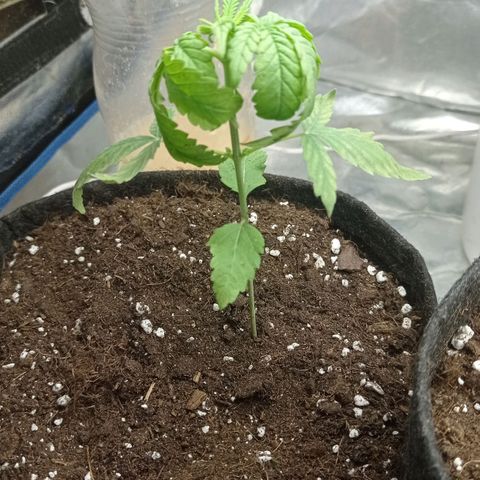 Marguerites  growlog timeline photo