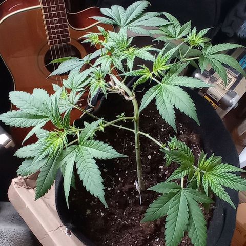Marguerites  growlog timeline photo