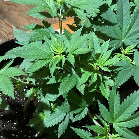 Fernande  growlog timeline photo