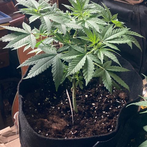Marguerites  growlog timeline photo