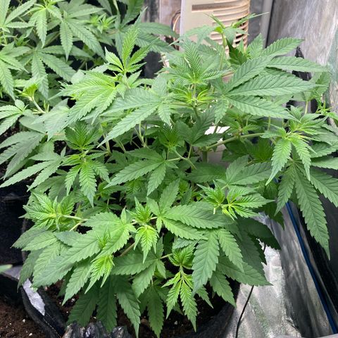 Fernande  growlog timeline photo