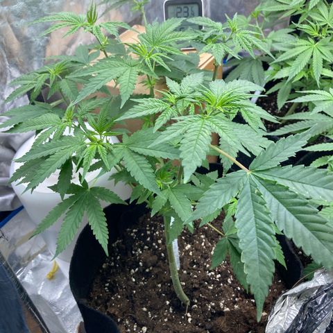 Marguerites  growlog timeline photo