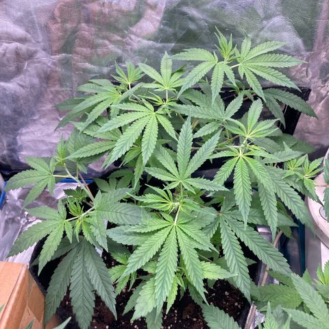 Paulette  growlog timeline photo