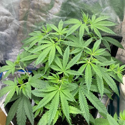 Paulette  growlog timeline photo
