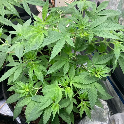 Fernande  growlog timeline photo