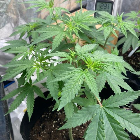 Marguerites  growlog timeline photo