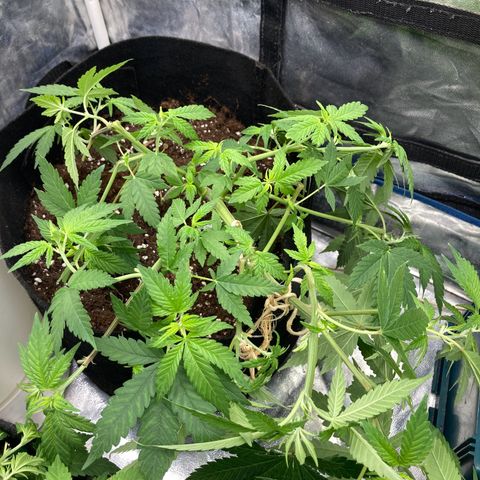 Marguerites  growlog photo: Photo prise le matin à 8 heures 