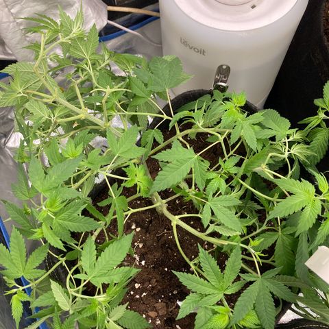 Fernande  growlog photo: Photo prise le matin à 8 heures 