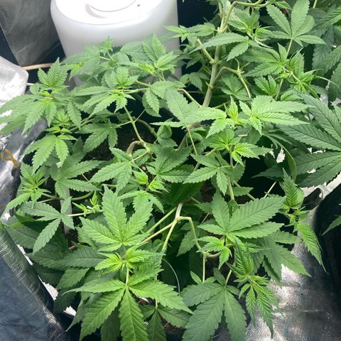 Fernande  growlog photo: Photo prise à 9 heures du matin 