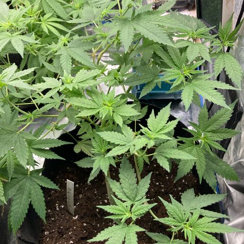 Marguerites  growlog timeline photo