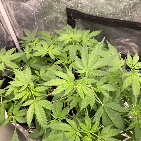 Fernande  growlog timeline photo
