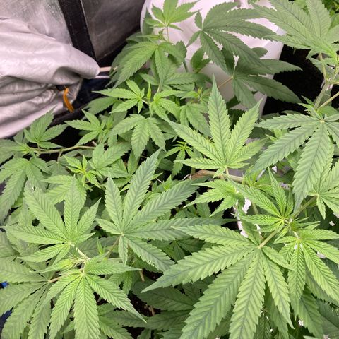 Paulette  growlog timeline photo