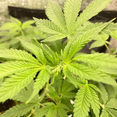 Paulette  growlog timeline photo