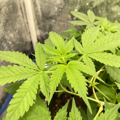 Paulette  growlog timeline photo