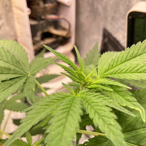 Paulette  growlog timeline photo