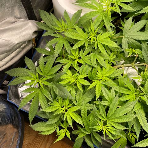 Paulette  growlog timeline photo