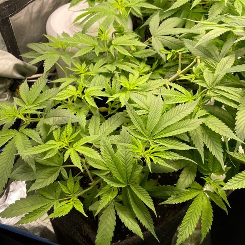 Paulette  growlog timeline photo