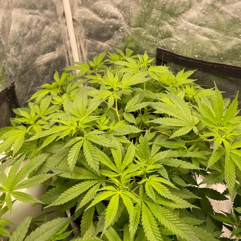 Fernande  growlog timeline photo