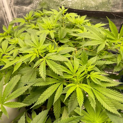 Fernande  growlog timeline photo