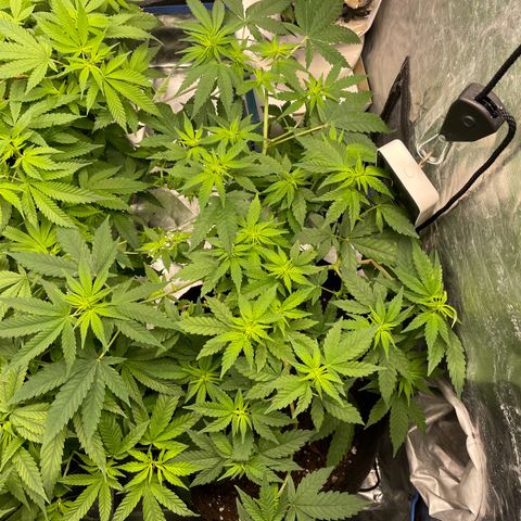 Marguerites  growlog timeline photo
