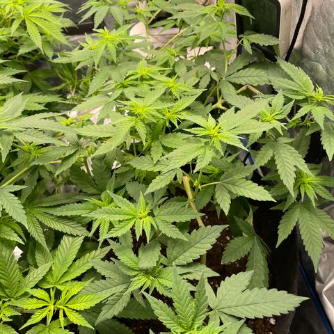 Marguerites  growlog timeline photo
