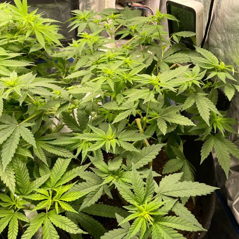 Marguerites  growlog timeline photo
