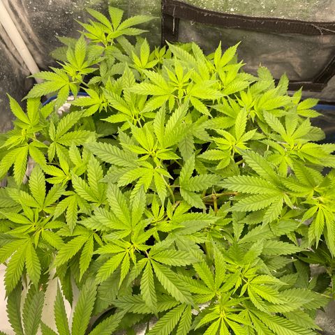 Fernande  growlog timeline photo