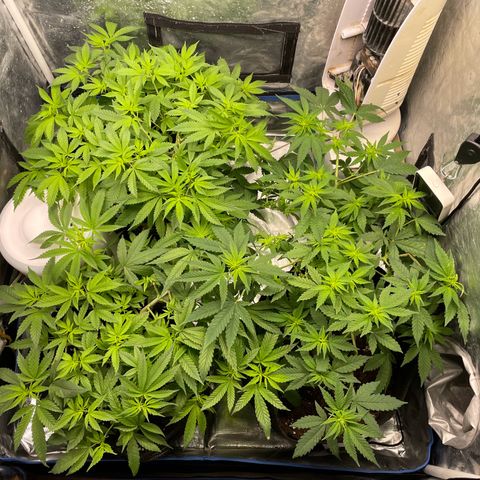 Paulette  growlog timeline photo