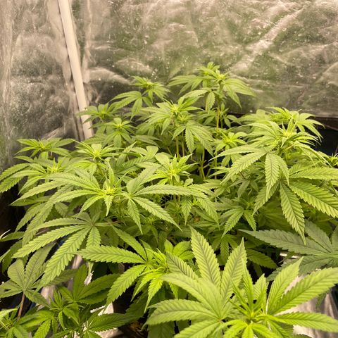 Fernande  growlog timeline photo