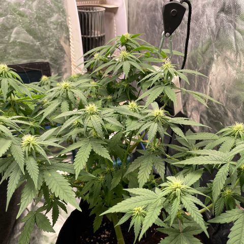 Marguerites  growlog timeline photo