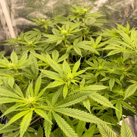 Fernande  growlog timeline photo