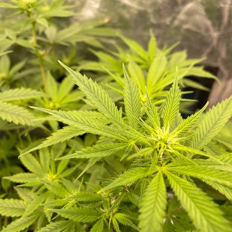 Fernande  growlog timeline photo