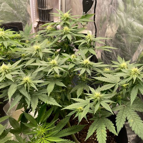 Marguerites  growlog timeline photo