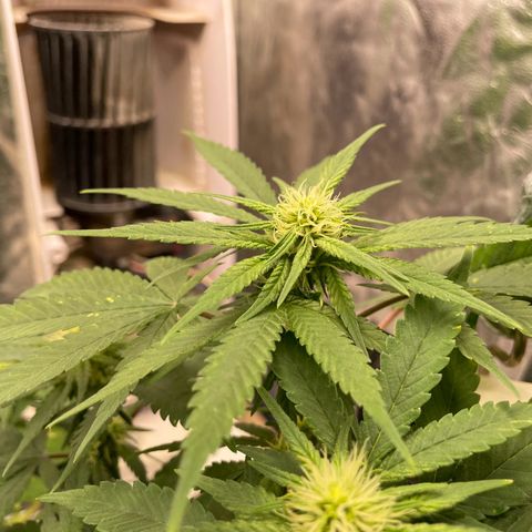 Marguerites  growlog timeline photo