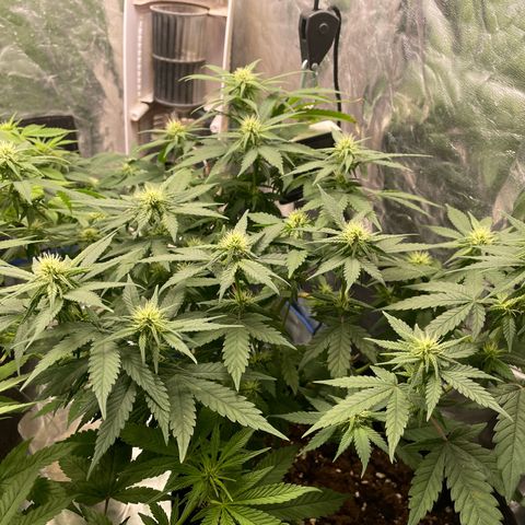 Marguerites  growlog timeline photo