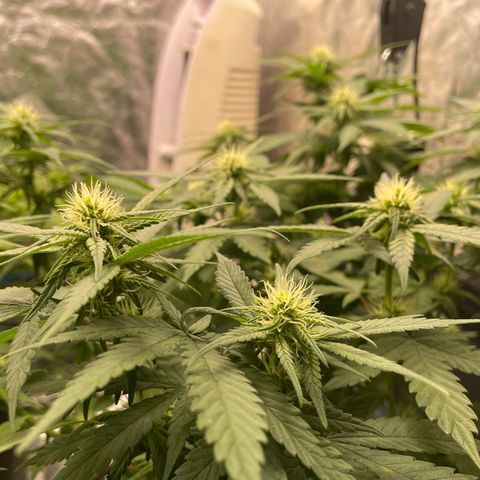 Marguerites  growlog timeline photo