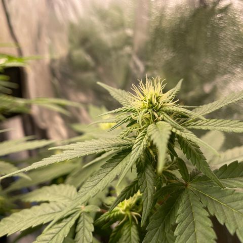 Marguerites  growlog timeline photo