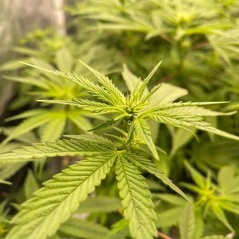 Paulette  growlog timeline photo