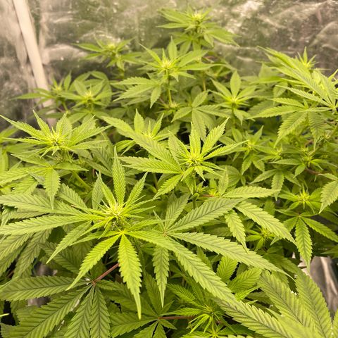 Fernande  growlog timeline photo