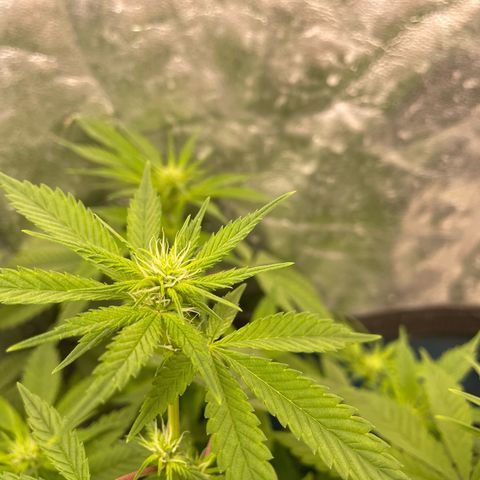 Fernande  growlog timeline photo