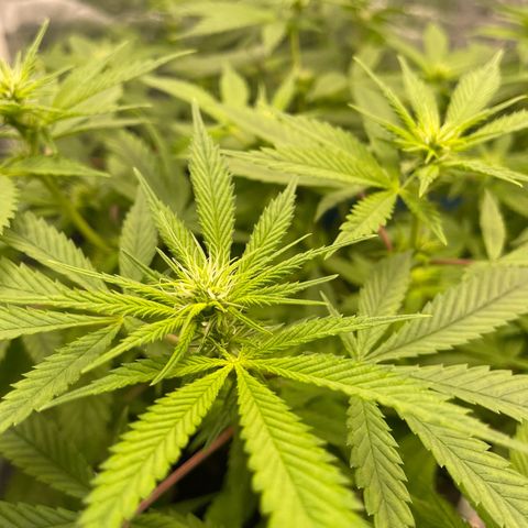 Fernande  growlog timeline photo