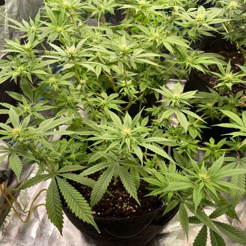 Fernande  growlog timeline photo